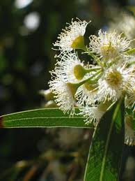 Image result for Eucalyptus camaldulensis