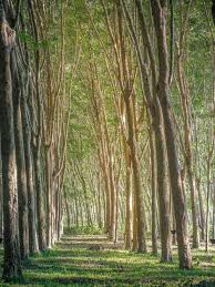 Image result for Hevea brasiliensis