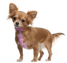 Comb their hair to remove any knots and tangles. Top 5 Best Dog Hair Bows Dyes Accessories In 2017