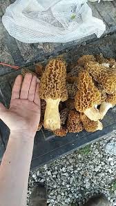 PHOTOS: Morel mushrooms 2020