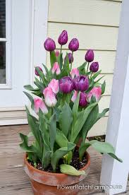 Not all potted bulbs are forced. Plant Bulbs In Pots Flower Patch Farmhouse