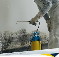 Under ideal conditions (optimal temperature and level of humidity), it takes 24 to 48 hours for mold to germinate and grow. How Long It Takes For Mold To Grow Fdp Mold Remediation