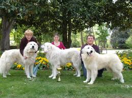 First pyrenees breeding in cz (bohemia) mastin de los pirineos, chien de montagne des pyrenees, berger des pyrenees normale, berger des pyrenees face rase elevage familial pour la beauté et la noblesse des chiens de montagne des pyrénées. Particulier Elevage Chien De Montagne Des Pyrenees Yorkshire Terrier A Heugnes Uncompagnon Fr