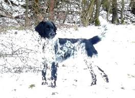 Image result for Velký münsterlandský ohař