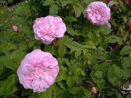 Pin By Isye Whiting On Old Garden Rose Wish List Tea Roses Flowers Antique Roses