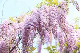 You can obtain some of these by redeeming codes, which are issued by the developers to. Wisteria Varieties For Small Gardens