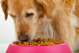 That means they can lead to blood sugar spikes. Best Treats For Diabetic Dogs