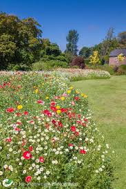 A Drift Of Wild Flowers In June Sunshine At Ness Botanic Gardens Cheshire Wild Flower Meadow Wild Flowers Beautiful Flowers Pictures