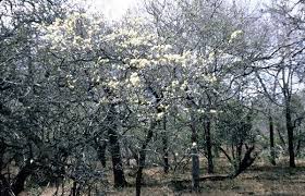 Image result for Albizia anthelmintica