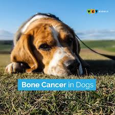 Basic Preventative Health What Does Your Dog Need Vetbabble In 2020 Miss You Images Dogs Dog Health