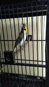 Suara burung betina berisi suara burung kicau betinayangberkualitas untuk pancingan burung muda, terapi macet bunyidanpikat burung kicau jantan. Download Suara Burung Kacer Pikat Jantan Download Suara Burung Bubut Mp3