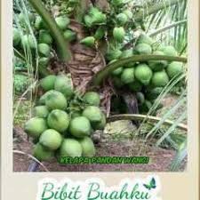 Indonesia merupakan negara dengan produksi buah kelapa terbanyak. Gambar Buah Kelapa Pandan Wangi Kelapa Buah Tanaman