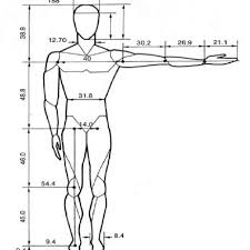 Diagram of the human digestive system poster by allhistory. Dimensions Of Average Male Human Being 23 Download Scientific Diagram
