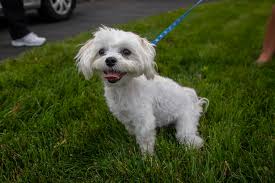 Get directions, reviews and information for nj puppy store in fair lawn, nj. Pet Leasing Is Real And Can Catch Owners By Surprise New Jersey Lawmakers Want To Ban It