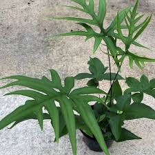 Image result for Doryopteris