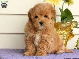 Check spelling or type a new query. Diffy Maltipoo Puppy For Sale In Pennsylvania Maltipoo Puppy Maltipoo Puppies For Sale