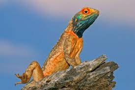Squamates The Flexible Jawed Reptiles Animals Images Lizard Animals