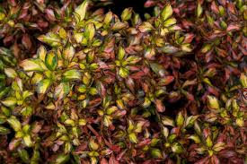 Showcasing bright green and yellow leaves spring through summer. Coprosma Evening Glow Plants Glow Evening