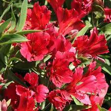 Beautiful red alstroemeria flowers on a black wooden table. Alstroemeria Red At San Marcos Growers