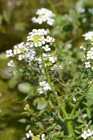 Comment choisir les plantes aquatiques ? Une Eau Pure Grace Aux Plantes Aquatiques Distri Pond