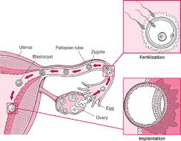 stages of development of the fetus womens health issues