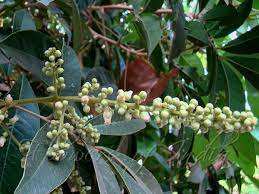 Image result for Lepisanthes