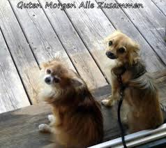 See more of guten morgen bilder on facebook. Schonen Guten Morgen Alle Foto Bild Tiere Haustiere Hunde Bilder Auf Fotocommunity