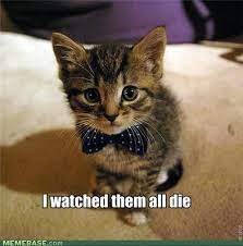 Memes Vault Happy Kitten Memes Via Relatably Com Funny Cat Pictures Funny Cat Memes Cat Pics
