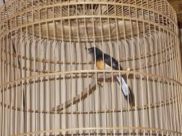 Ciri khas murai batu adalah mengeluarkan suara apabila didekati atau merasa takut dan curiga dengan situasi sekelilingnya. Koleksi Murai Lbf Pemalang Liberty Bird Farm Pemalang