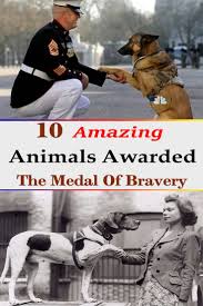 10 Amazing Animals Awarded The Medal Of Bravery Animals Majestic Animals Animals Beautiful