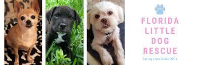 Maybe you would like to learn more about one of these? Florida Little Dog Rescue Group Home