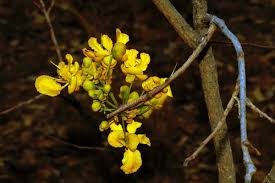 Image result for Trisetopsis milanjianum