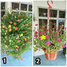 Pokok boleh kena hujan dan panas. Pokok Ros Jepun Sangat Cantik Apabila Ditanam Dalam Pasu Gantung Namun Ia Mestilah Ditanam Dengan Cara Yang Betul Dibawah Ini Dis Rose Beautiful Gardens Plants