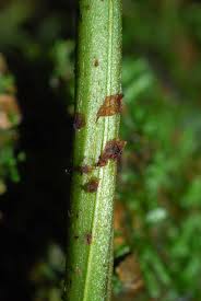 Image result for Diplazium humbertii