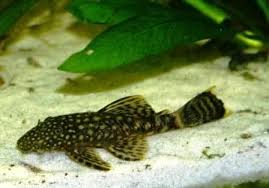 Hallo ich verkaufe meine fische 3 stück die sind ca.15cm. Brauner Antennenwels Wels Braun Werden Antenne