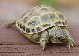 Russian Tortoise Care Sheet