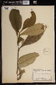 Image result for Dorstenia schliebenii