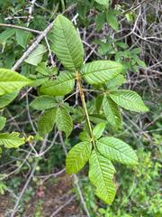 Image result for Vitex ferruginea
