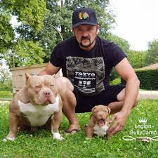 Need to register your bully dog breed? American Bully 69 Home Facebook