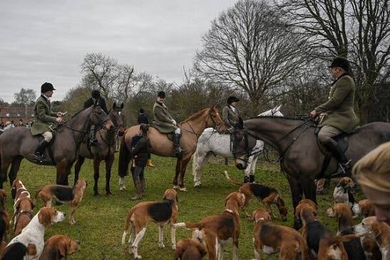 Horse English Foxhound Hunting The Fight Over Fox Hunting: A Cold War On England's Muddy Fields