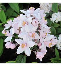 Image result for Deutzia x hybrida ′Mont Rose