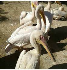 pelicans pelican birds bird lovers birdwatching bird fly fowl wings fowlslife animals birdlife insta birdlife poultry alexandria pa animals bird