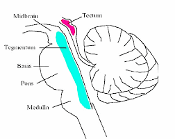Image result for Turbina oblongata