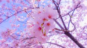 Широкоформатные обои формата qwxga (2048 на 1152 pix). Pin On Pretty Diys
