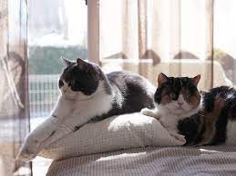 我們是天生一對 臉圓圓雙貓的居家探險日記 可愛 妞新聞niusnews animals cats