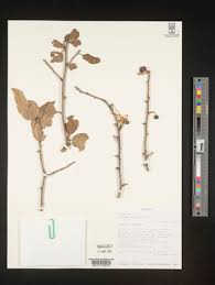 Image result for Turraea robusta