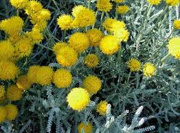 Its properties are similar to the rest of chamomiles, favoring digestion in those cases when, flatulence. Santolina Plant Growing Guide Holy Flax Lavender Cotton