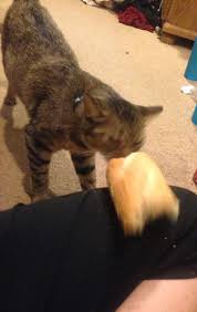 Peanut butter on toast, peanut butter with apples, peanut butter and carrots, peanut butter in smoothies—take your pick. Tumblr User Explain Why Cats Are Obsessed With Eating Bread Bored Panda
