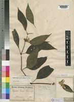 Image result for Hypoestes forskaolii