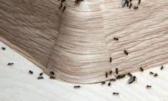 Eliminer Les Fourmis A Jamais Sans Insecticide Eliminer Les Fourmis Fourmis Contre Les Fourmis